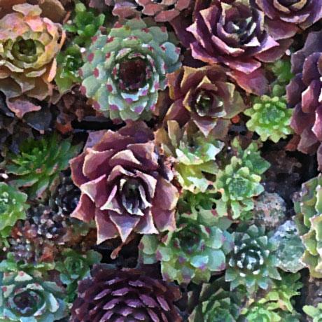 succulents